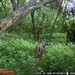 Hanke's Hunts Kansas Game Camera Photo