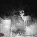 Hanke's Hunts Kansas Game Camera Photo