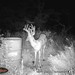 Hanke's Hunts Kansas Game Camera Photo