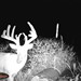 Hanke's Hunts Kansas Game Camera Photo