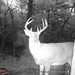 Hanke's Hunts Kansas Game Camera Photo