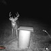 Hanke's Hunts Kansas Game Camera Photo