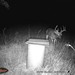 Hanke's Hunts Kansas Game Camera Photo
