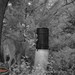 Hanke's Hunts Kansas Game Camera Photo