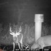 Hanke's Hunts Kansas Game Camera Photo