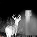 Hanke's Hunts Kansas Game Camera Photo