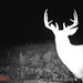 Hanke's Hunts Kansas Game Camera Photo