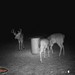 Hanke's Hunts Kansas Game Camera Photo