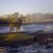 Hanke's Hunts Kansas Game Camera Photo