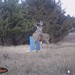Hanke's Hunts Kansas Game Camera Photo