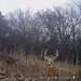 Hanke's Hunts Kansas Game Camera Photo