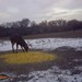 Hanke's Hunts Kansas Game Camera Photo