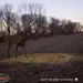 Hanke's Hunts Kansas Game Camera Photo