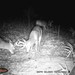Hanke's Hunts Kansas Game Camera Photo