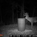 Hanke's Hunts Kansas Game Camera Photo