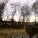 Hanke's Hunts Kansas Game Camera Photo