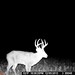 Hanke's Hunts Kansas Game Camera Photo