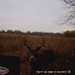 Hanke's Hunts Kansas Game Camera Photo