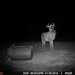 Hanke's Hunts Kansas Game Camera Photo
