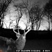 Hanke's Hunts Kansas Game Camera Photo