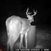 Hanke's Hunts Kansas Game Camera Photo
