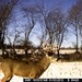 Hanke's Hunts Kansas Game Camera Photo