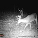 Hanke's Hunts Kansas Game Camera Photo
