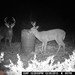 Hanke's Hunts Kansas Game Camera Photo