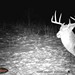 Hanke's Hunts Kansas Game Camera Photo