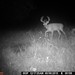 Hanke's Hunts Kansas Game Camera Photo