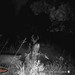 Hanke's Hunts Kansas Game Camera Photo