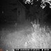 Hanke's Hunts Kansas Game Camera Photo