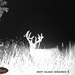 Hanke's Hunts Kansas Game Camera Photo