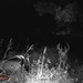 Hanke's Hunts Kansas Game Camera Photo
