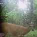 Hanke's Hunts Kansas Game Camera Photo