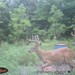 Hanke's Hunts Kansas Game Camera Photo