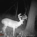 Hanke's Hunts Kansas Game Camera Photo