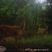 Hanke's Hunts Kansas Game Camera Photo