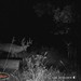 Hanke's Hunts Kansas Game Camera Photo