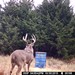 Hanke's Hunts Kansas Game Camera Photo