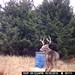 Hanke's Hunts Kansas Game Camera Photo