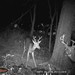 Hanke's Hunts Kansas Game Camera Photo