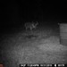 Hanke's Hunts Kansas Game Camera Photo