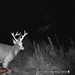 Hanke's Hunts Kansas Game Camera Photo