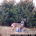 Hanke's Hunts Kansas Game Camera Photo