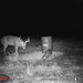 Hanke's Hunts Kansas Game Camera Photo