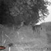 Hanke's Hunts Kansas Game Camera Photo