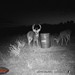 Hanke's Hunts Kansas Game Camera Photo