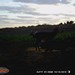 Hanke's Hunts Kansas Game Camera Photo