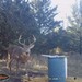 Hanke's Hunts Kansas Game Camera Photo